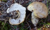 Tylopilus rhodoconius image