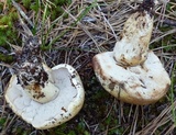Tylopilus rhodoconius image