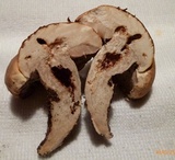 Tylopilus rhodoconius image