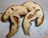Tylopilus rhodoconius image