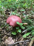 Baorangia bicolor image