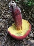 Baorangia bicolor image