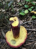 Baorangia bicolor image