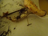 Amanita aprica image