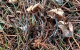 Gymnopus brassicolens var. brassicolens image