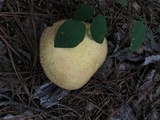 Suillus hirtellus image