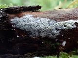 Ceriporia reticulata image