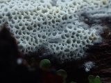 Ceriporia reticulata image