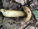 Boletus durhamensis image