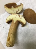 Boletus durhamensis image