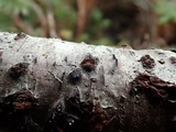 Sphaerostilbella berkeleyana image