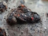 Sphaerostilbella berkeleyana image