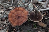 Coltricia cinnamomea image