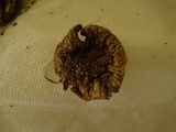 Amanita ameripanthera image