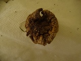 Amanita ameripanthera image