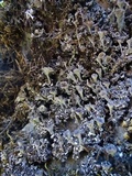 Cladonia fimbriata image