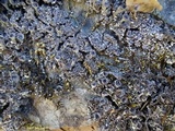 Cladonia fimbriata image