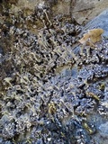 Cladonia fimbriata image