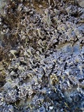 Cladonia fimbriata image