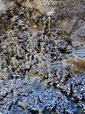 Cladonia fimbriata image
