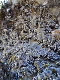 Cladonia fimbriata image