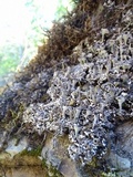 Cladonia fimbriata image