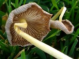 Bolbitius vitellinus image