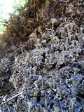 Cladonia fimbriata image