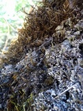 Cladonia fimbriata image