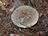 Russula modesta image