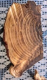 Ganoderma polychromum image