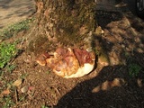 Ganoderma polychromum image