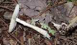 Amanita brunnescens image