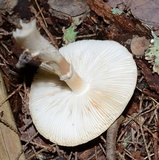 Amanita brunnescens image