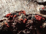 Sphaerostilbella berkeleyana image