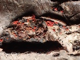 Sphaerostilbella berkeleyana image