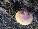 Ganoderma meredithiae image