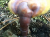 Ganoderma meredithiae image