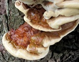 Ganoderma sessile image