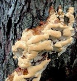 Ganoderma sessile image