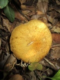 Leccinum rugosiceps image