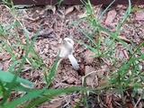 Amanita sect. Vaginatae image