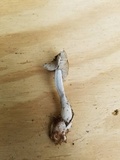 Amanita sect. Vaginatae image