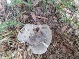 Amanita sect. Vaginatae image