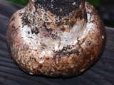 Agaricus lilaceps image