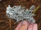 Pseudevernia intensa image