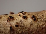 Sillia ferruginea image