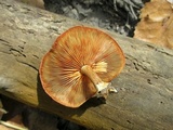 Gymnopilus liquiritiae image