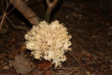Sparassis spathulata image
