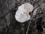 Abortiporus biennis image